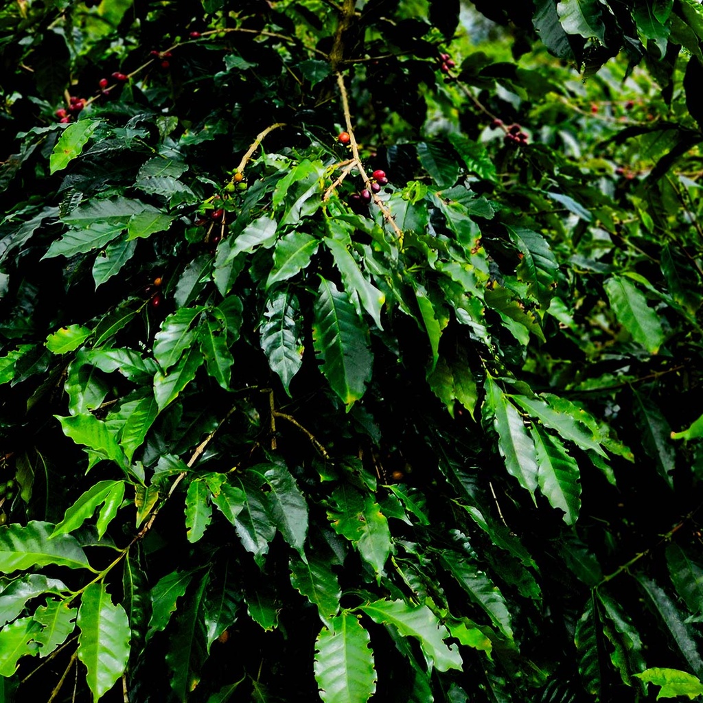 Every Colombia Costa Rica Diego Robelo Natural Esperanza F1 Hybrid 100 G