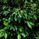 Every Colombia Costa Rica Diego Robelo Natural Esperanza F1 Hybrid 100 G
