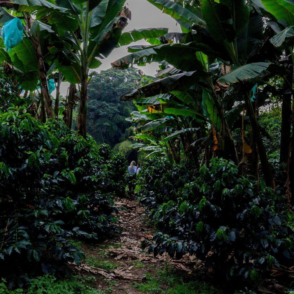 Every Colombia Jairo Arcila Honey Anearobic Co Ferment with Blackberries Castillo 100 G