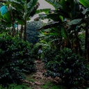 Every Colombia Jairo Arcila Honey Anearobic Co Ferment with Blackberries Castillo 100 G