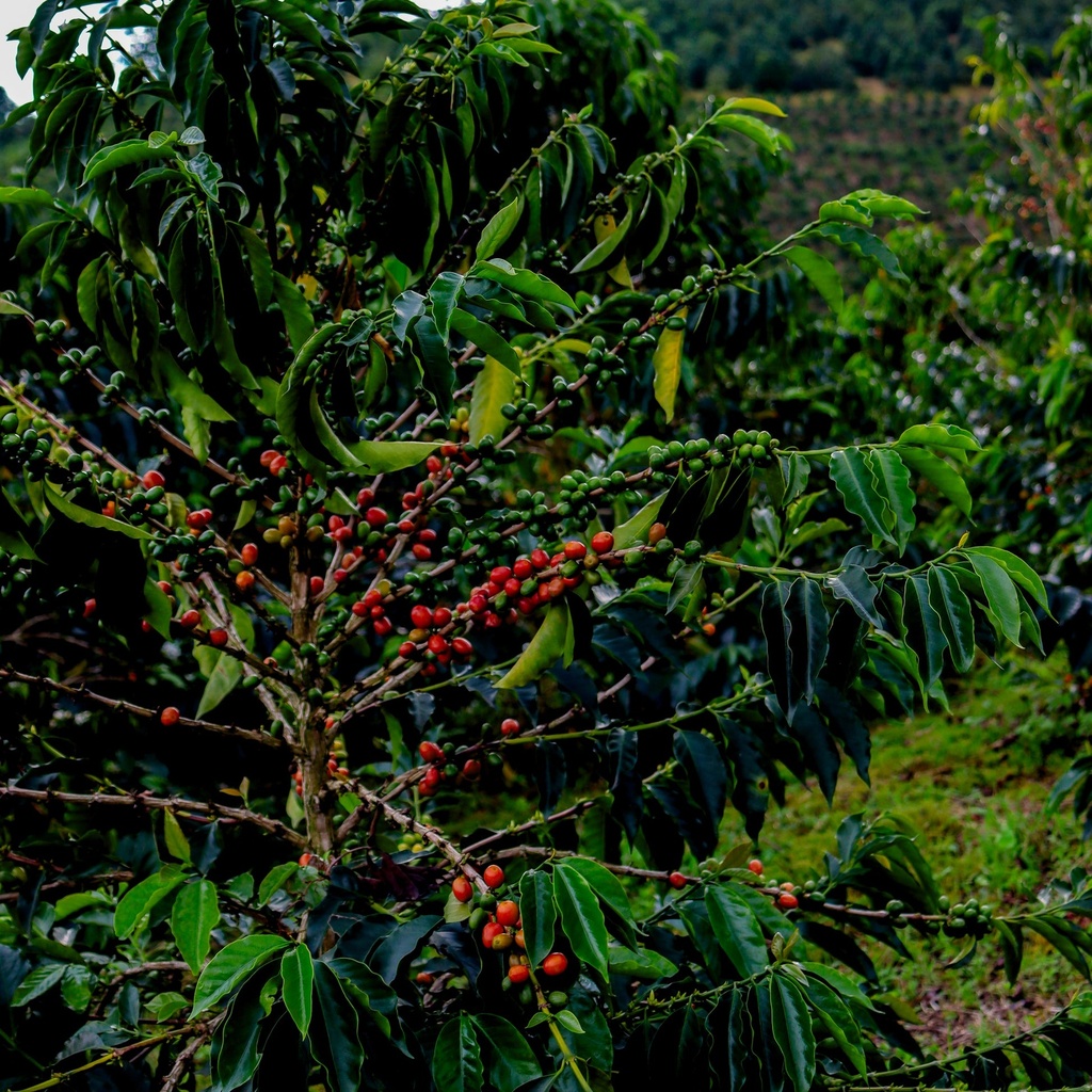 Every Colombia Jairo Arcila Honey Anearobic Co Ferment with Blackberries Castillo 100 G