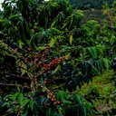 Every Colombia Jairo Arcila Honey Anearobic Co Ferment with Blackberries Castillo 100 G