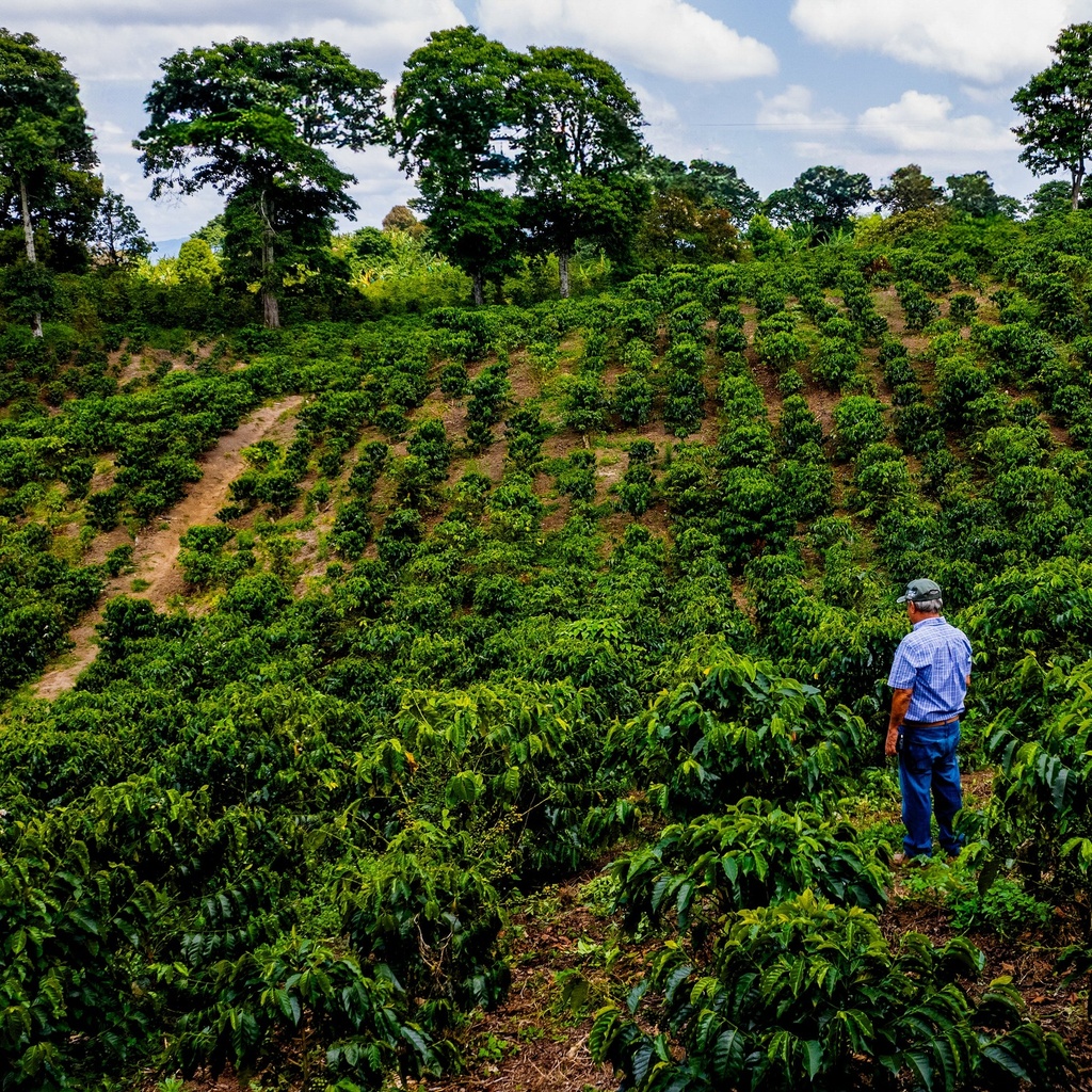 Every Colombia Jairo Arcila Honey Anearobic Co Ferment with Blackberries Castillo 100 G