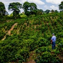 Every Colombia Jairo Arcila Honey Anearobic Co Ferment with Blackberries Castillo 100 G